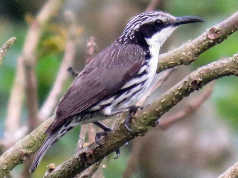 Stripe-sided Rhabdornis, 照片 3