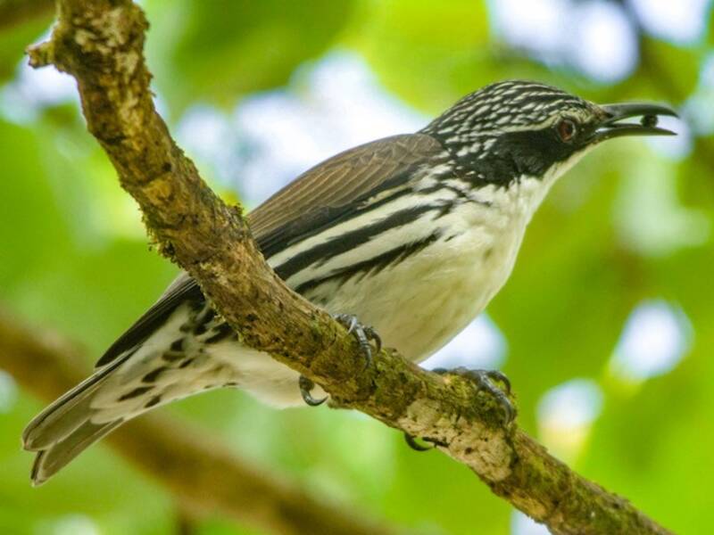 Stripe-sided Rhabdornis, 照片 4