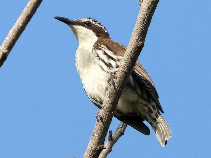 Stripe-sided Rhabdornis, 照片 2
