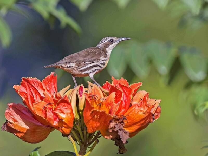 Rhabdornis à flancs striés