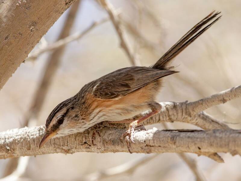 Curruca de matorral, Fotos 3