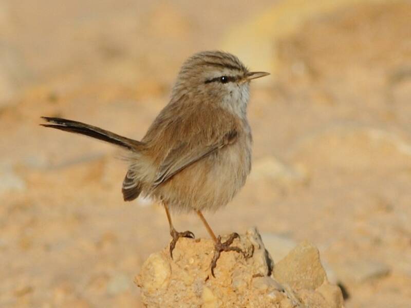 Scrub Warbler (Scotocerca inquieta)