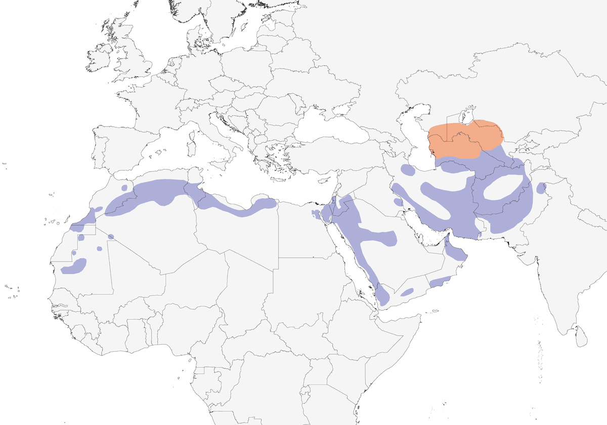 Curruca de matorral, Distribución 1
