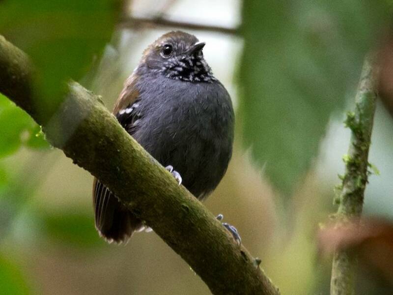 Star-throated Antwren (Rhopias gularis)