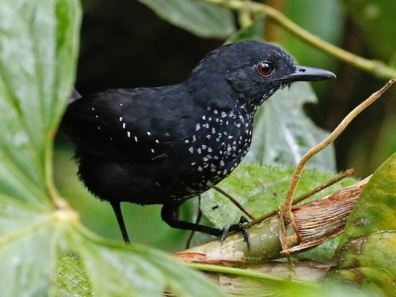 Stub-tailed Antbird