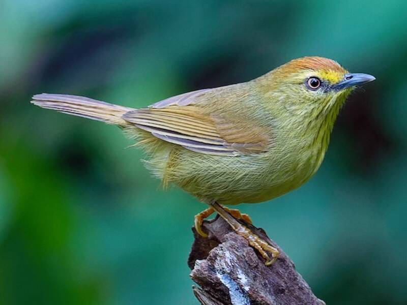 Pin-striped Tit-Babbler, 照片 3