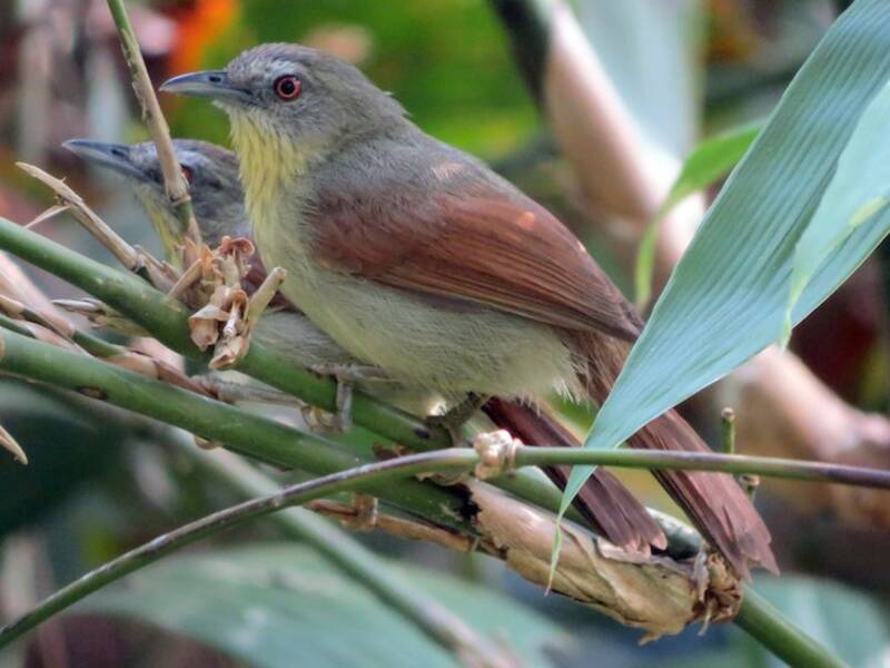 Pin-striped Tit-Babbler, 照片 2
