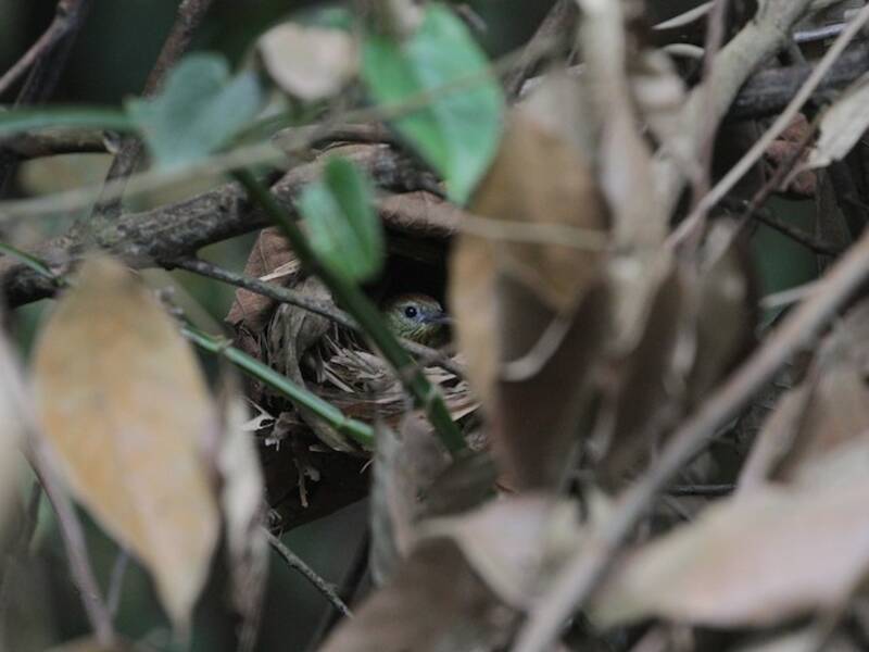 Pin-striped Tit-Babbler, 照片 4