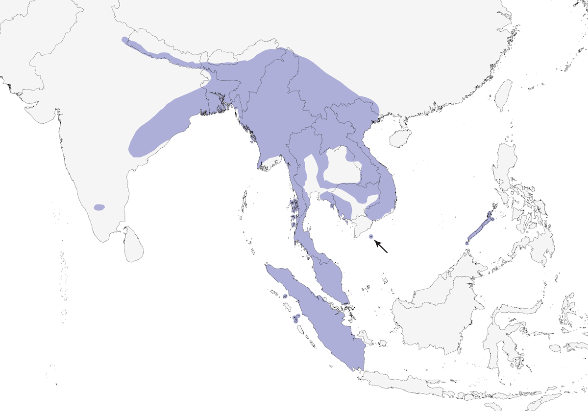 Pin-striped Tit-Babbler, 分布 1