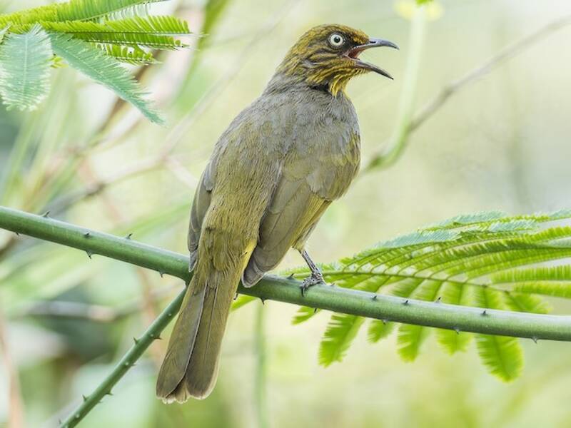 Bulbul Ojipálido, Fotos 4