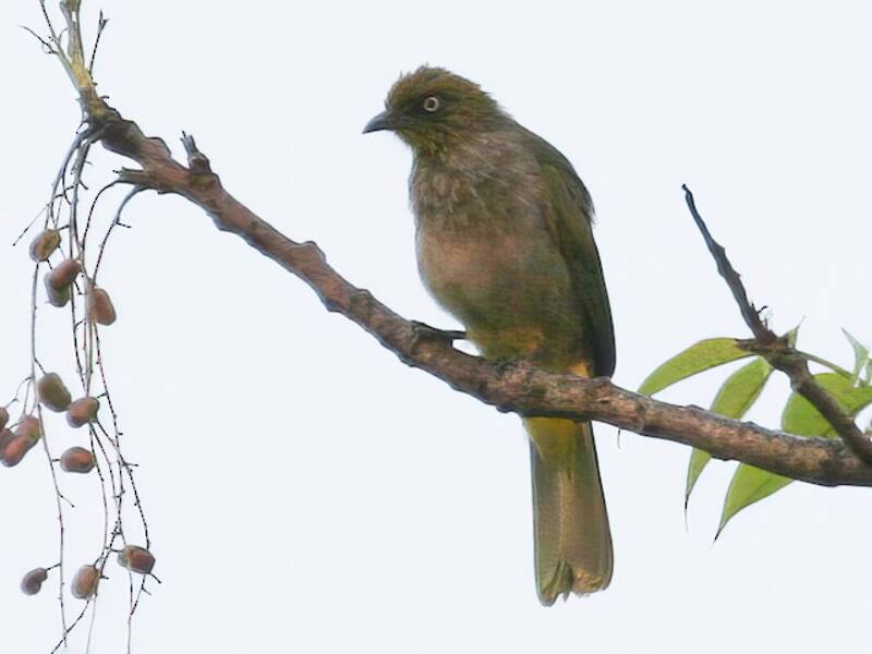 Bulbul Ojipálido, Fotos 3