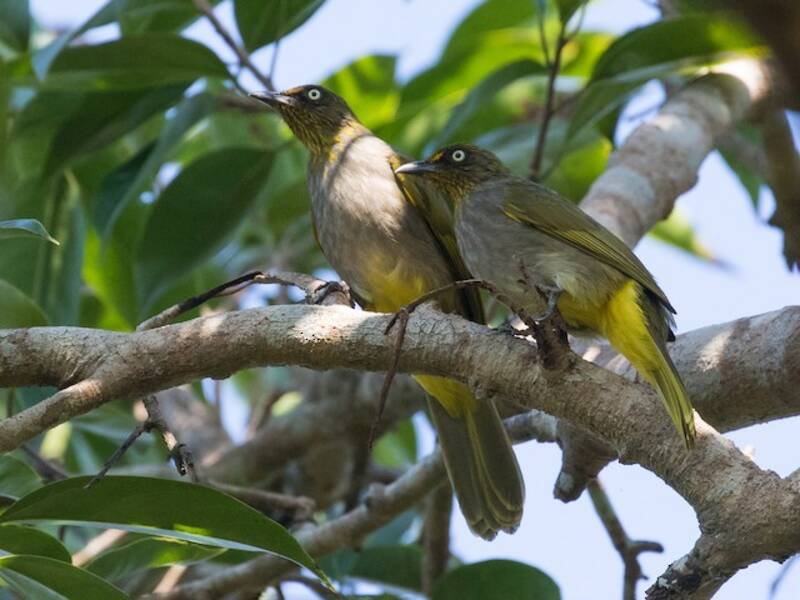 Bulbul Ojipálido, Fotos 2