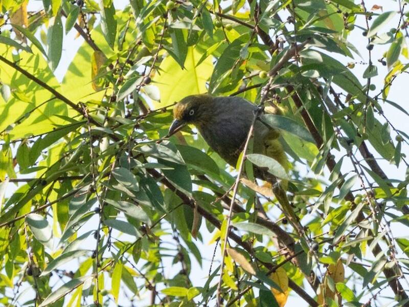 Bulbul dagli occhi pallidi