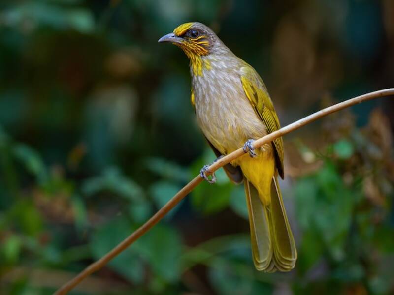 Stripe-throated Bulbul, Photos 3