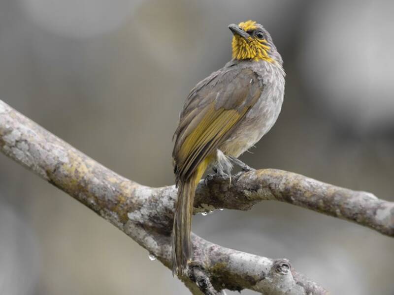 Stripe-throated Bulbul, Photos 2