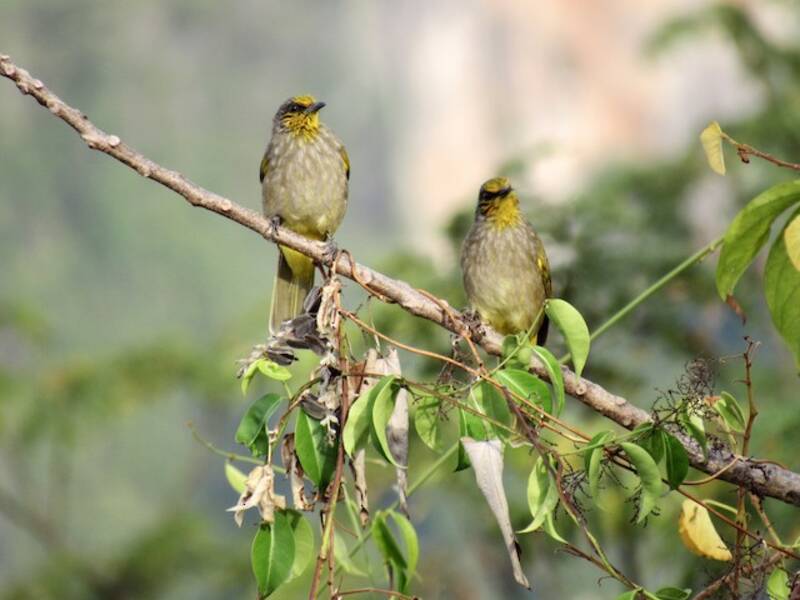 Stripe-throated Bulbul, Photos 4