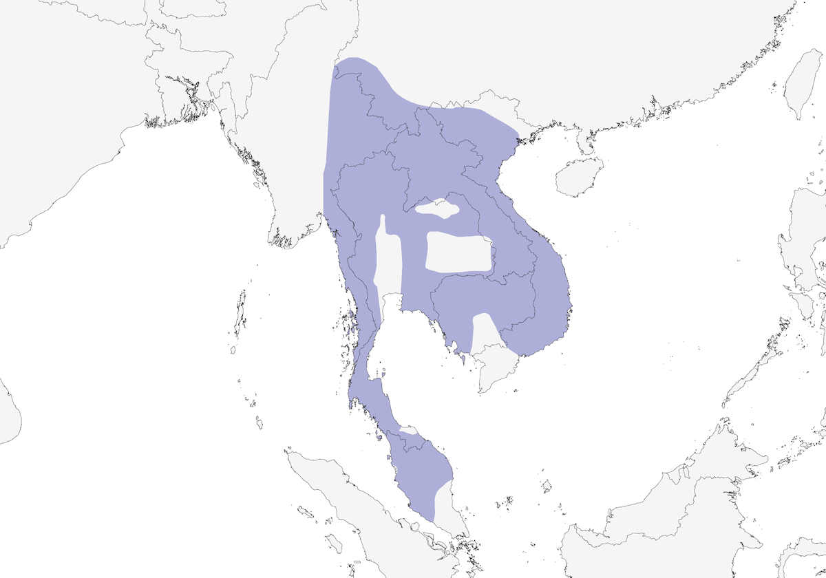 Stripe-throated Bulbul, Distribution 1