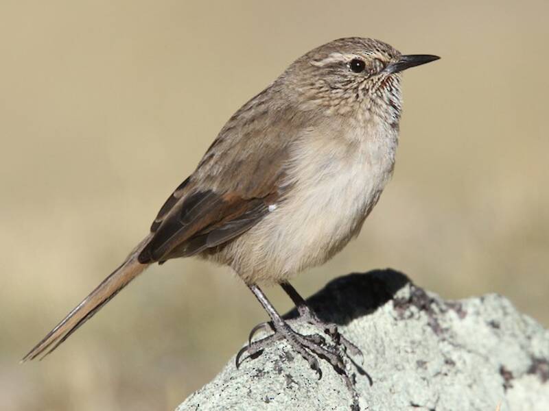Streak-throated Canastero, 照片 3