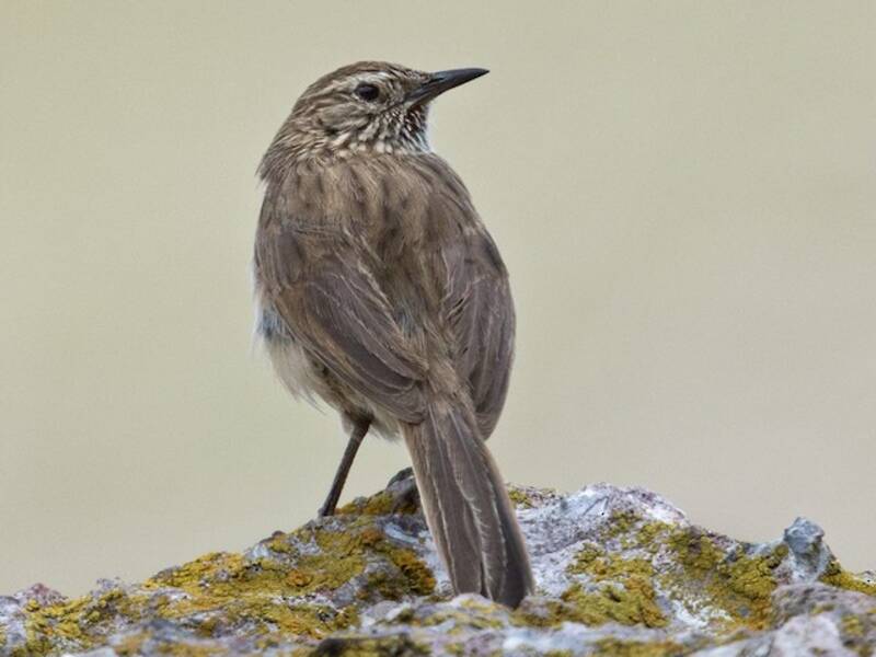 Streak-throated Canastero, 照片 4