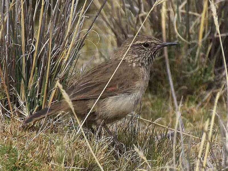Streak-throated Canastero, 照片 2