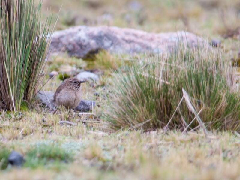 Streak-throated Canastero