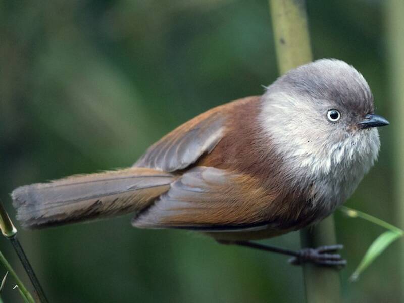 Fulvetta à tête grise