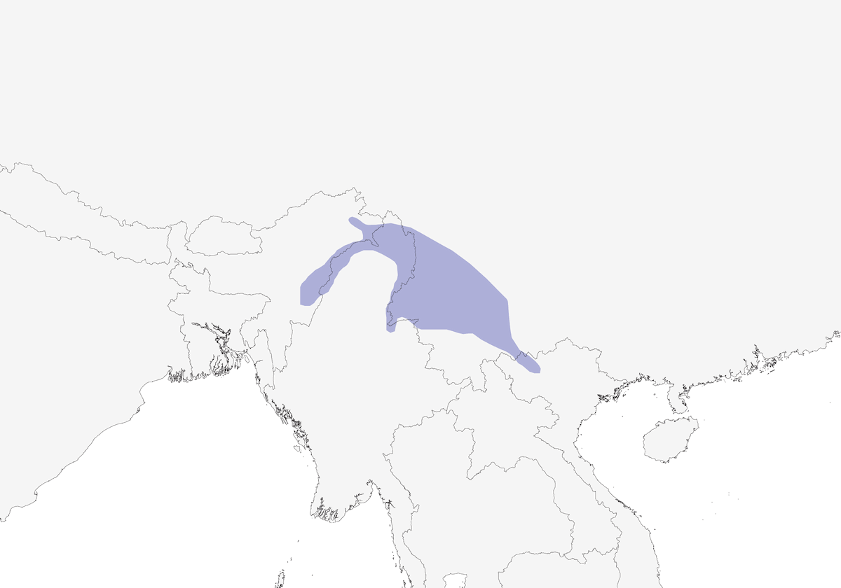Manipur-Brillendrossling, Verbreitung 1