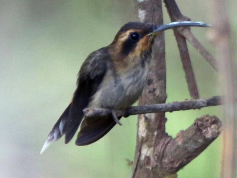Colibrì eremita gola striata