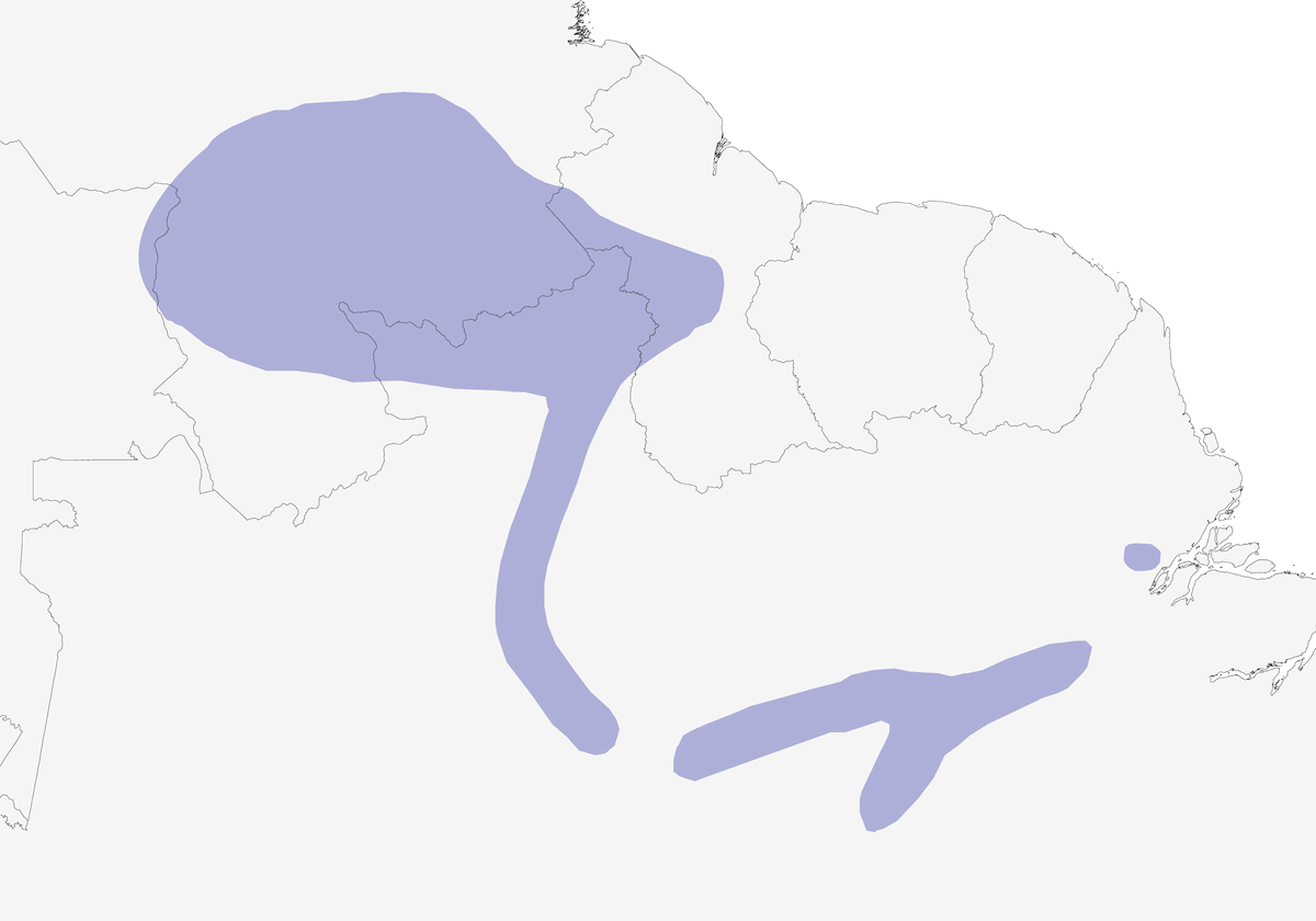 Ermite strié, Distribution 1