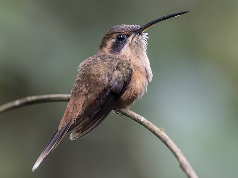 Stripe-throated Hermit, Photos 2