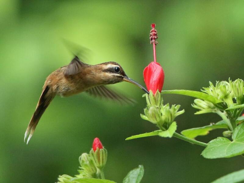 Stripe-throated Hermit, Photos 4