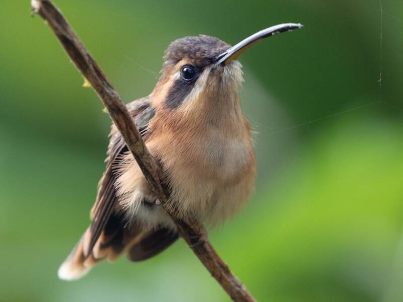Stripe-throated Hermit, Photos 3