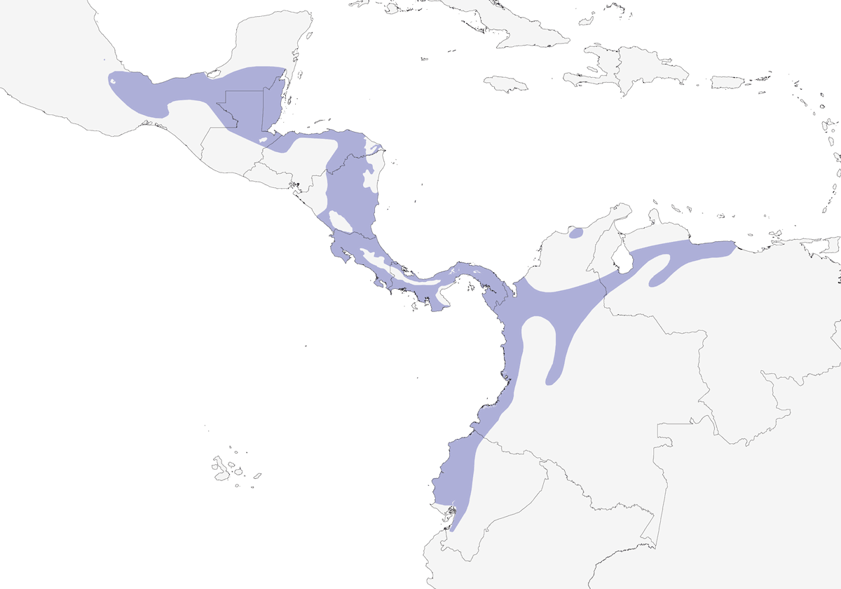 Stripe-throated Hermit, Distribution 1