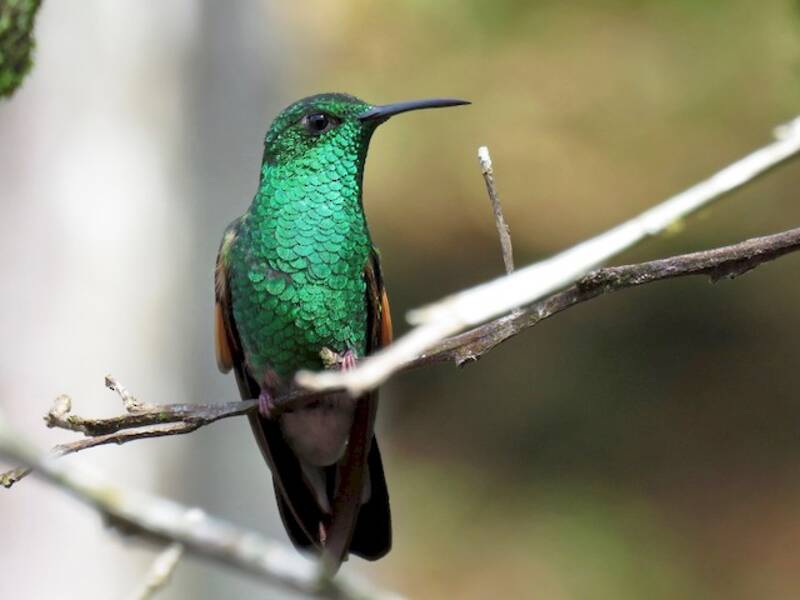 Colibrí Colirrayado, Fotos 2