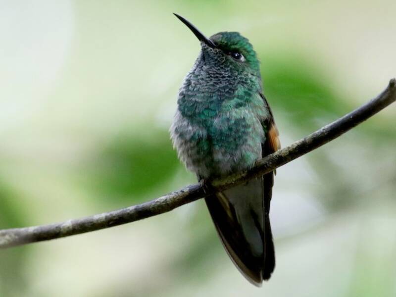 Colibrí Colirrayado