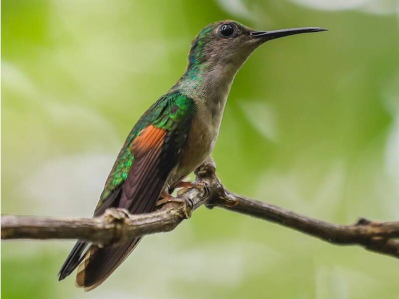 Colibrí Colirrayado, Fotos 3
