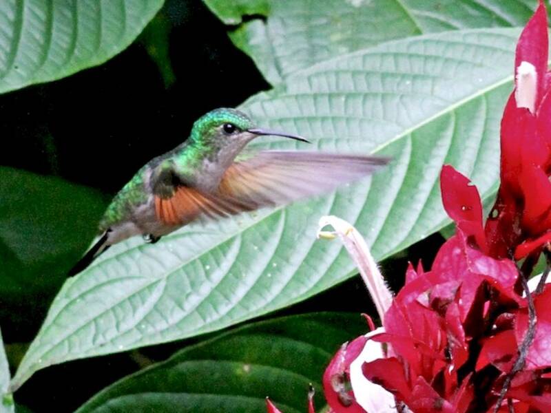 Colibrí Colirrayado, Fotos 4