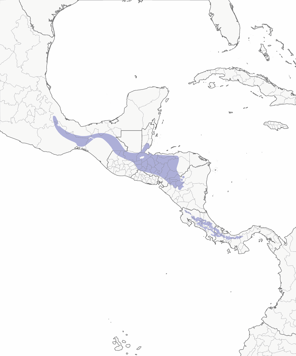 Colibrí Colirrayado, Distribución 1