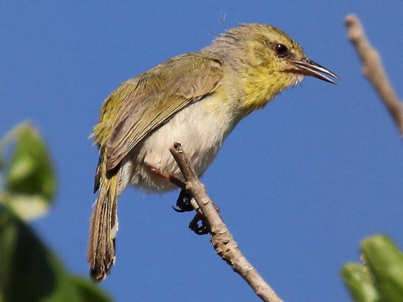 Stripe-throated Jery, Photos 3