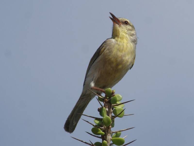 Stripe-throated Jery, Photos 2
