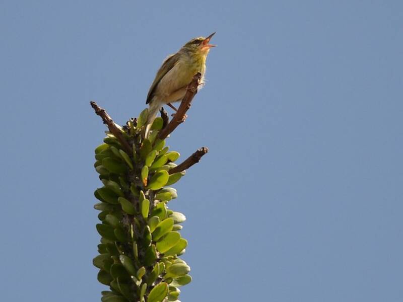 Stripe-throated Jery, Photos 4