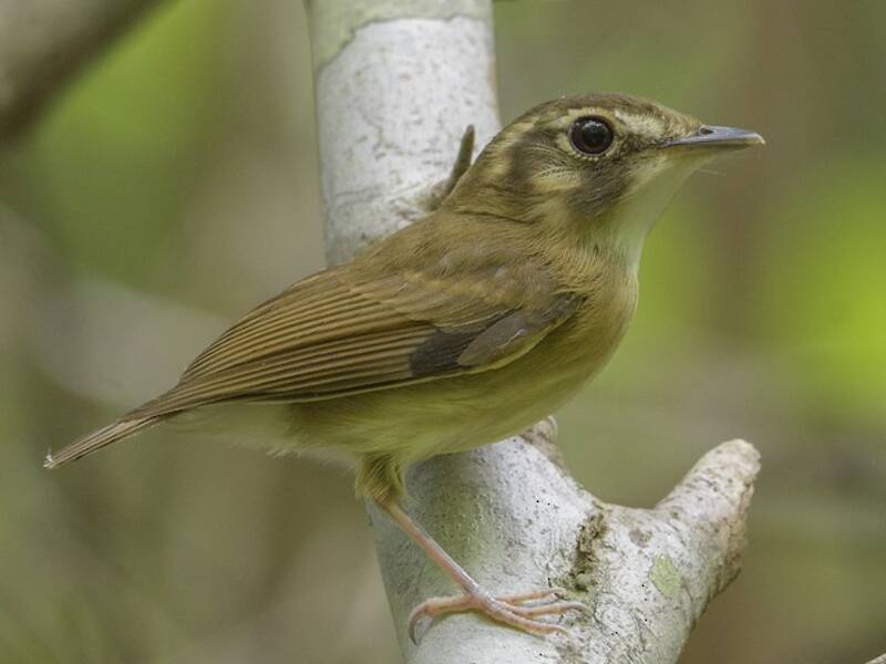 Stub-tailed Spadebill, Photos 3