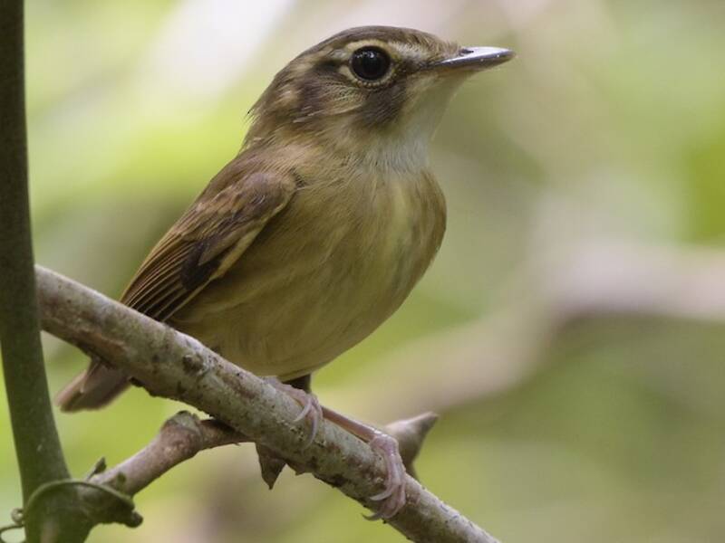 Stub-tailed Spadebill, Photos 4