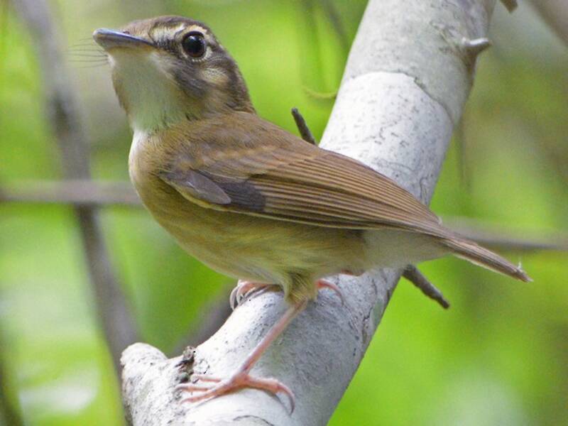 Stub-tailed Spadebill, Photos 2