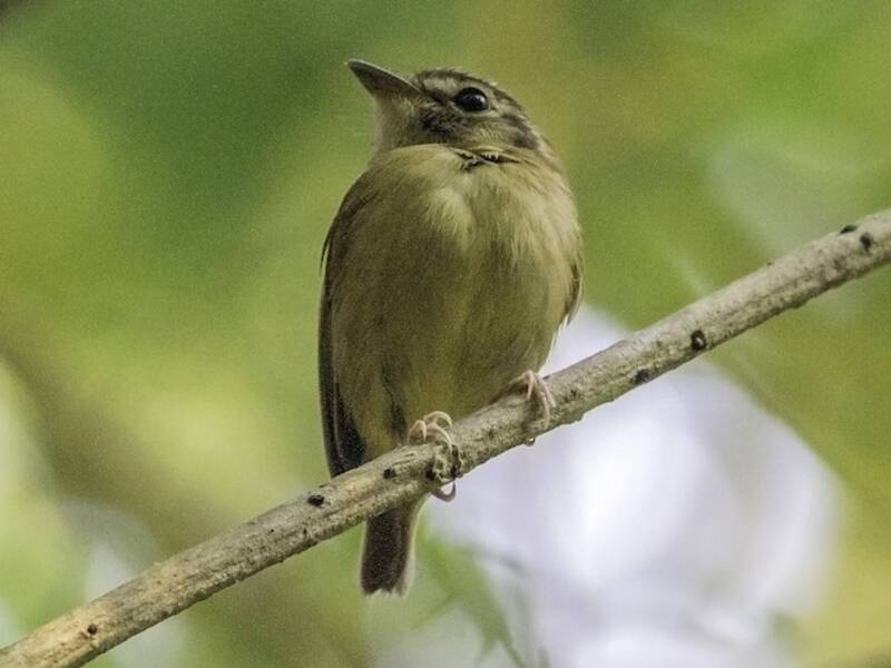 Stub-tailed Spadebill
