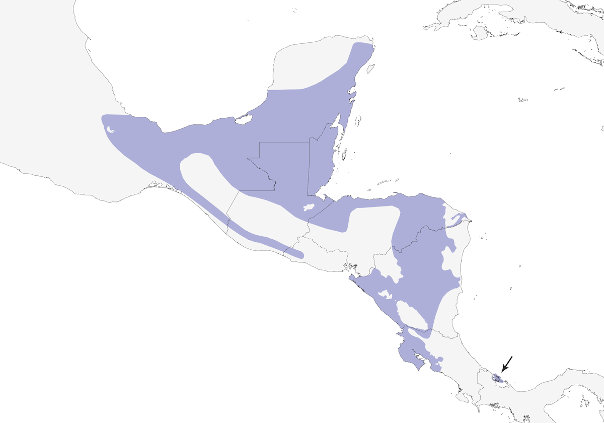 Stub-tailed Spadebill, Distribution 1