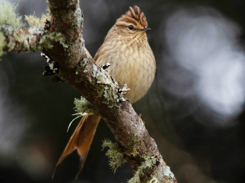 Codaspinosa striolata, Foto 2