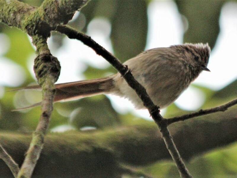 Codaspinosa striolata, Foto 3