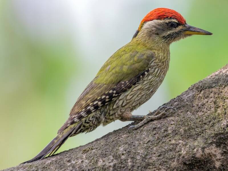 Streak-throated Woodpecker, Photos 4