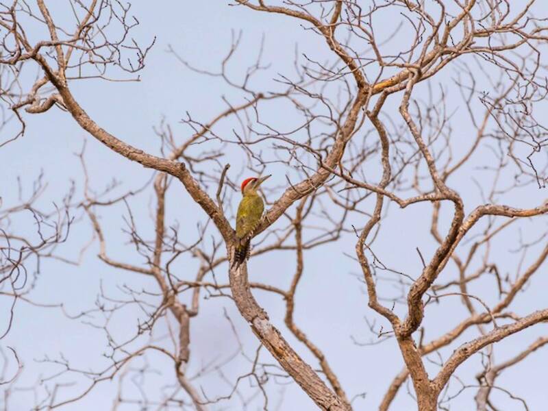Streak-throated Woodpecker, Photos 3